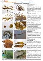 t alga table 01