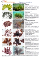 t alga table 02