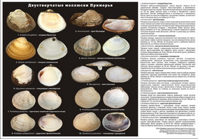 t bivalves page01