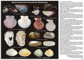 t bivalves page02