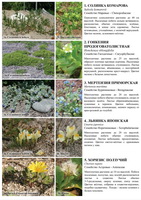 t coastal plants 01
