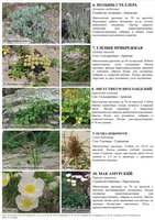 t coastal plants 02