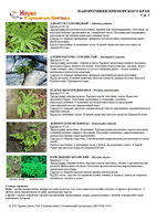 t ferns 01