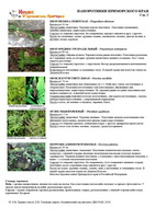 t ferns 02