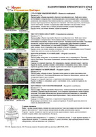 t ferns 03