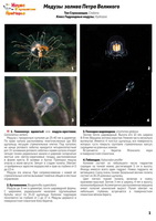t jellyfish 2018 01