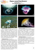 t jellyfish 2018 02