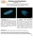t jellyfish 2018 03