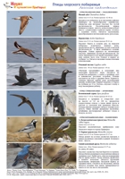 t seabirds 01