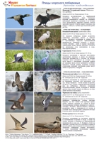 t seabirds 02