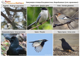 t winteringbirds 01