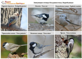 t winteringbirds 02