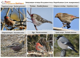 t winteringbirds 05