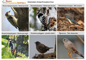 t winteringbirds 04