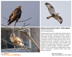 t winteringbirds 06