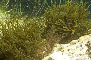 t algae