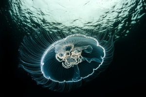 t aurelia