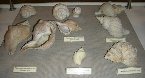Фрагмент экспозиции брюхоногих моллюсков - семейство Buccinidae, род Neptunea (дальневосточные трубачи)