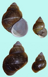 Пресноводные брюхоногие моллюски Viviparidae