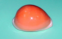 Cypraea aurantium (Cypraeidae), редкая ципрея