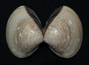 Тропическо-субтропический двустворчатый моллюск Meretrix lyrata (Veneridae)