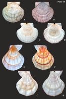 Дальневосточные гребешки (семейство Pectinidae) (франмент "Каталога…")