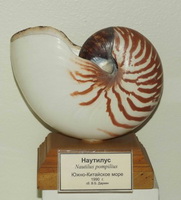 Головоногий моллюск наутилус (Nautilus pompilius)
