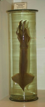 Головоногий моллюск тихоокеанский кальмар (Todarodes pacificus)